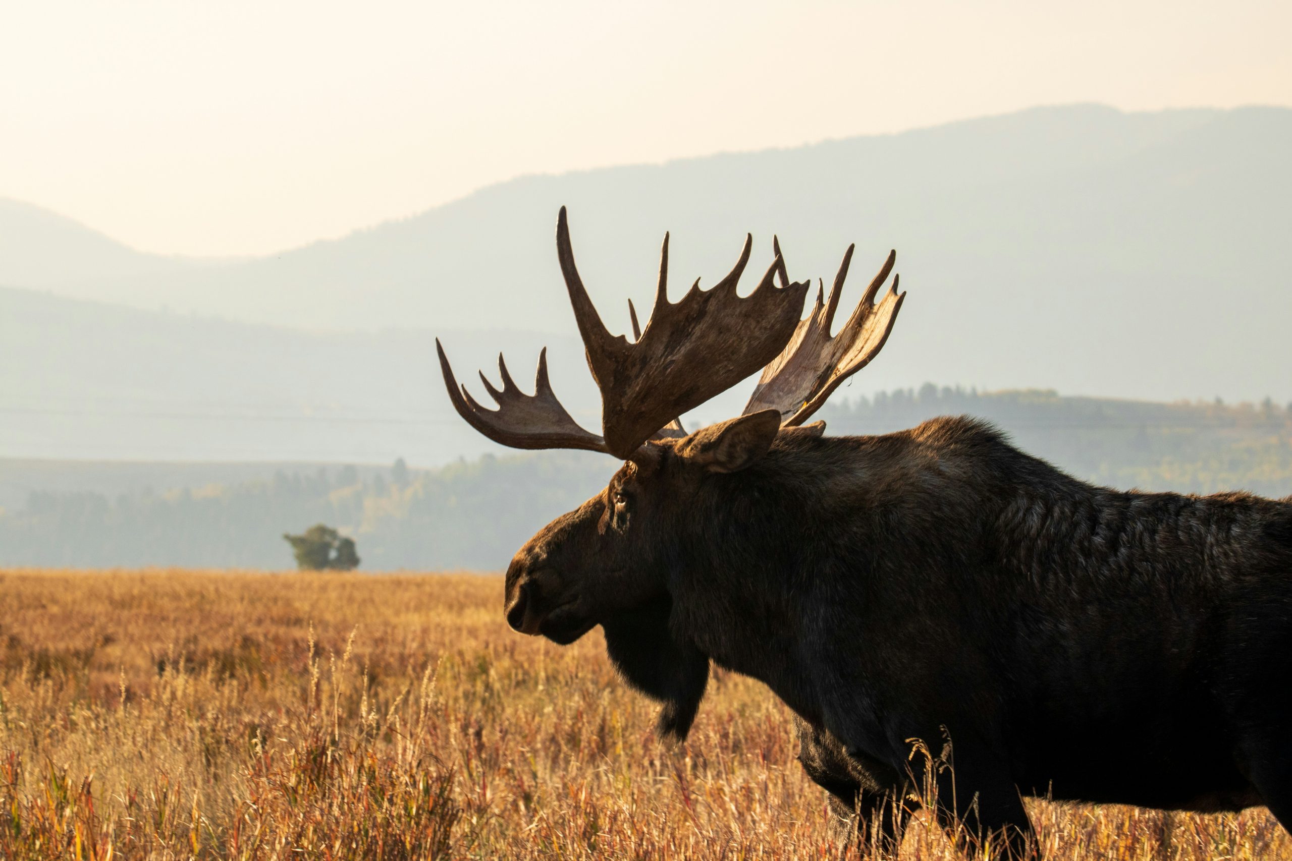 A bull moose walking across a field of golden grasses with the Rocky Mountains in the background.