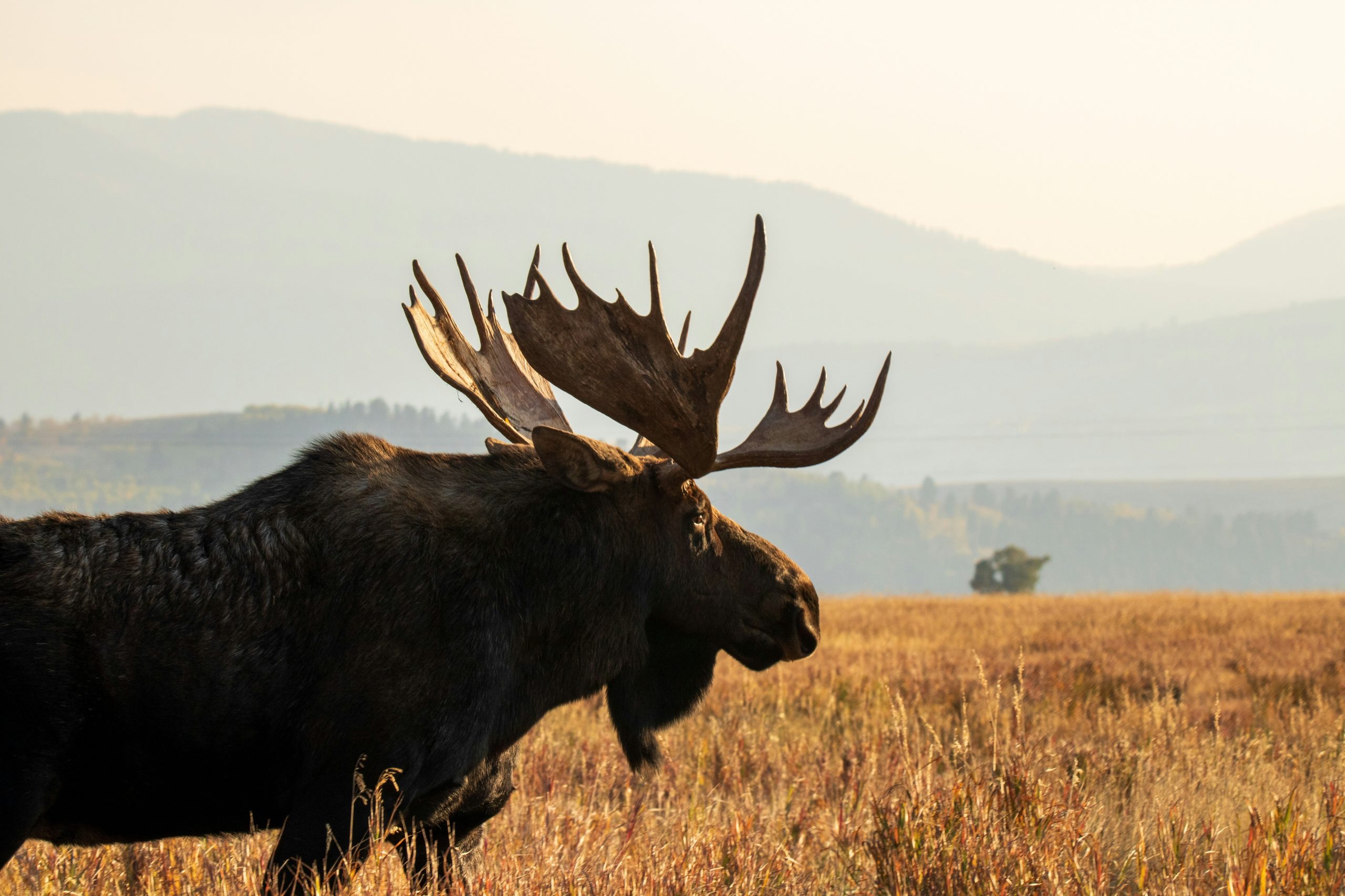 A bull moose walking across a field of golden grasses with the Rocky Mountains in the background.