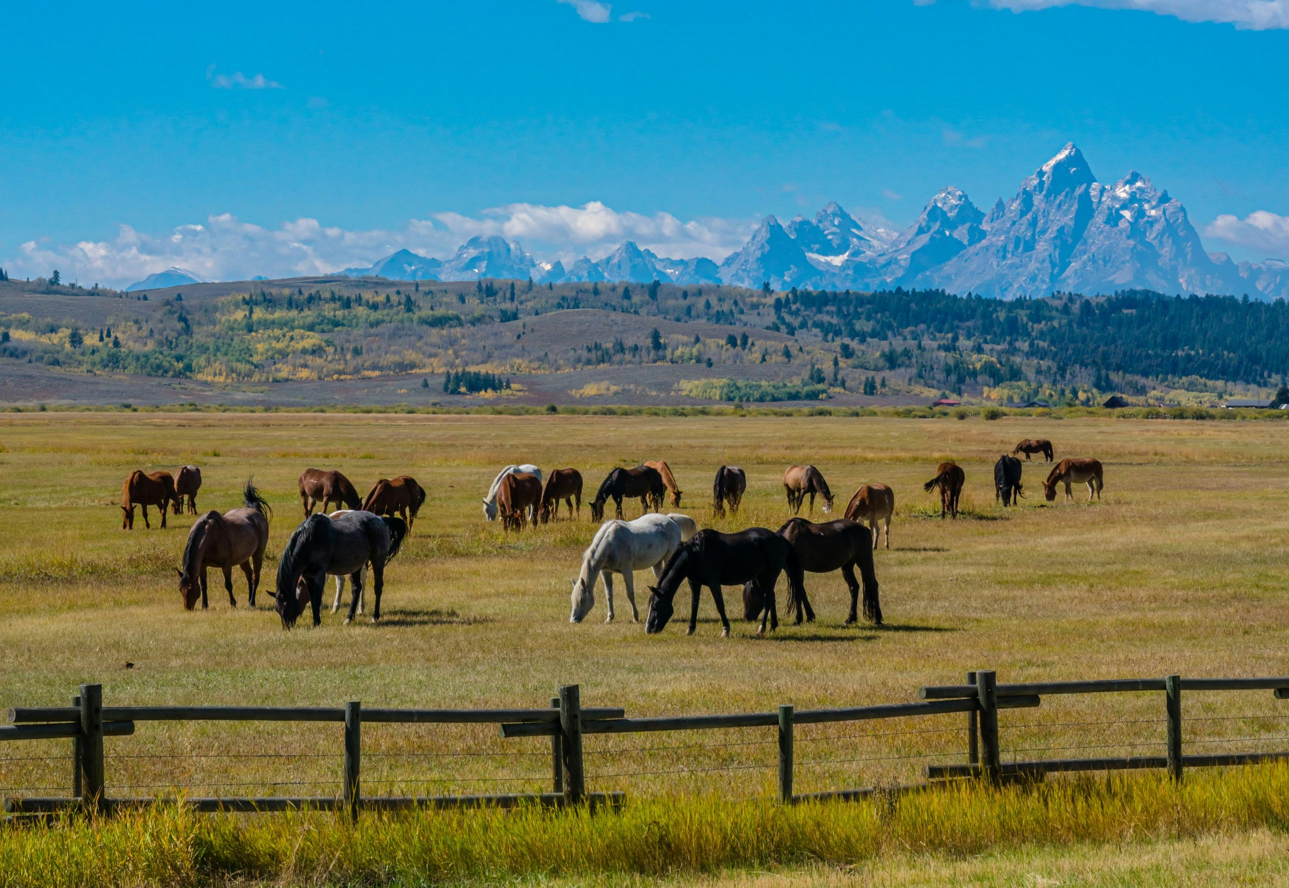 Brown and white horses grazing on a ranch with the Rocky Mountains rising in the background on a sunny day.